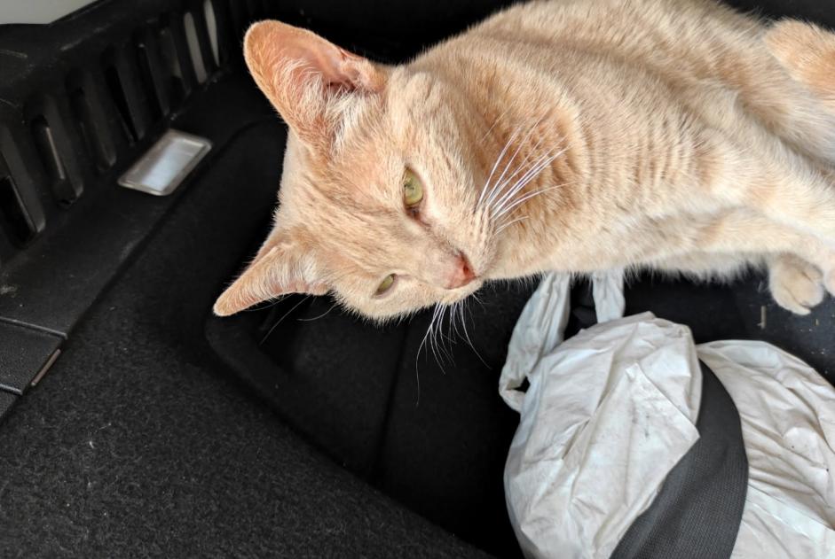 Fundmeldung Katze Weiblich Fleury Frankreich