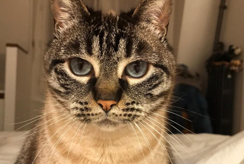 Disappearance alert Cat miscegenation  Female , 9 years Valcanville France
