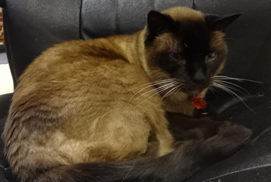 Disappearance alert Cat  Male , 20 years Saint-Vaast-la-Hougue France