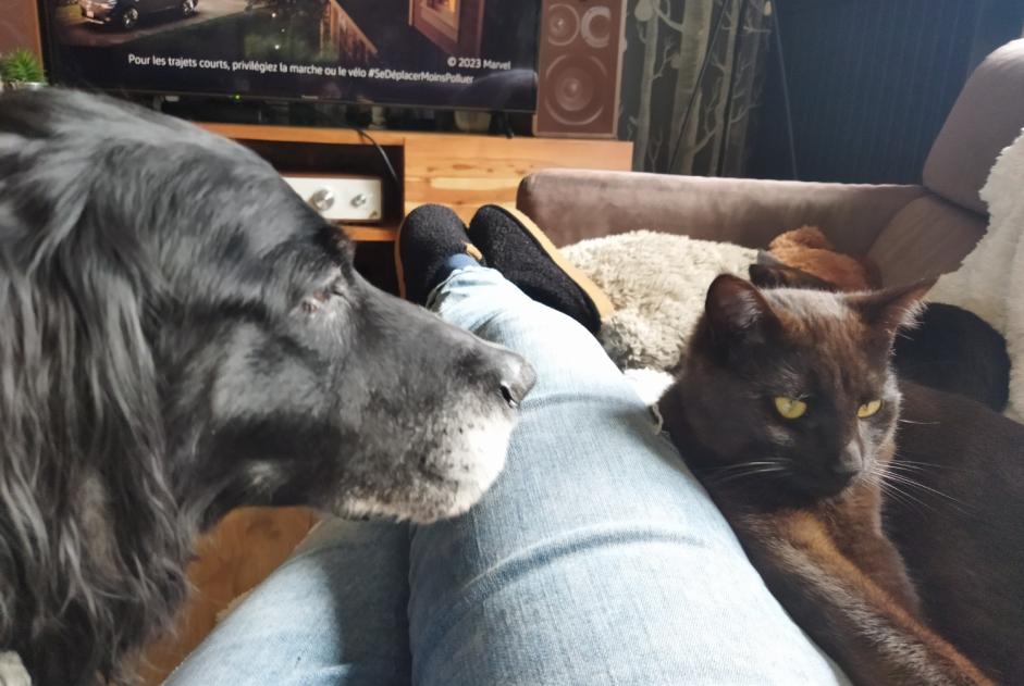 Disappearance alert Cat Male , 1 years Villedieu-les-Poêles-Rouffigny France