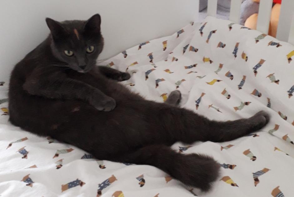 Disappearance alert Cat miscegenation  Female , 2 years Sainte-Suzanne-sur-Vire France