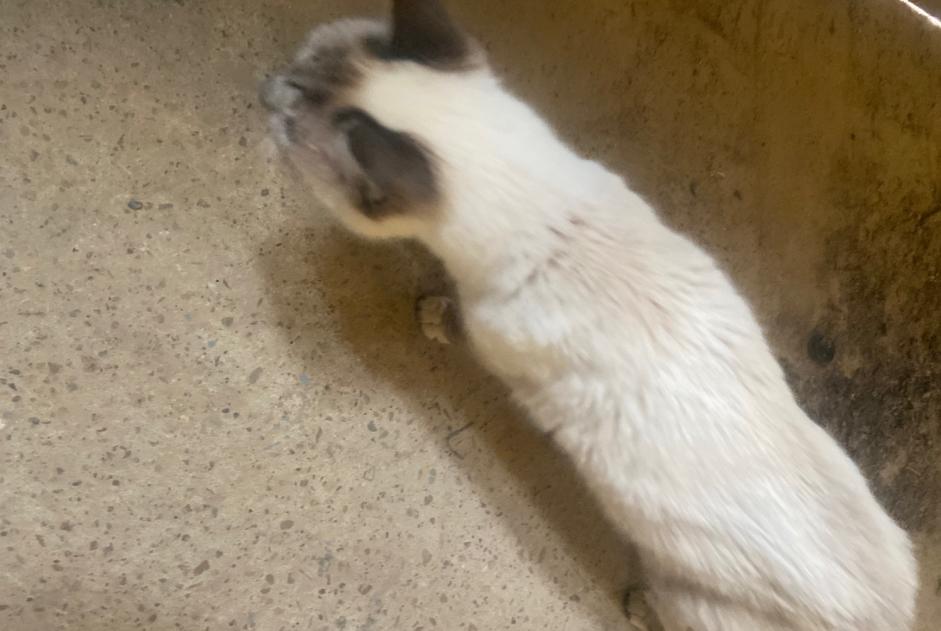 Discovery alert Cat miscegenation  Unknown Vicq-sur-Mer France