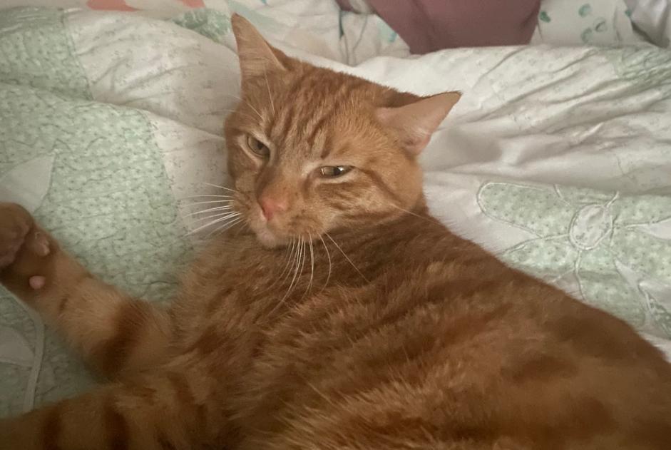 Disappearance alert Cat  Male , 2 years Saint-Lô France
