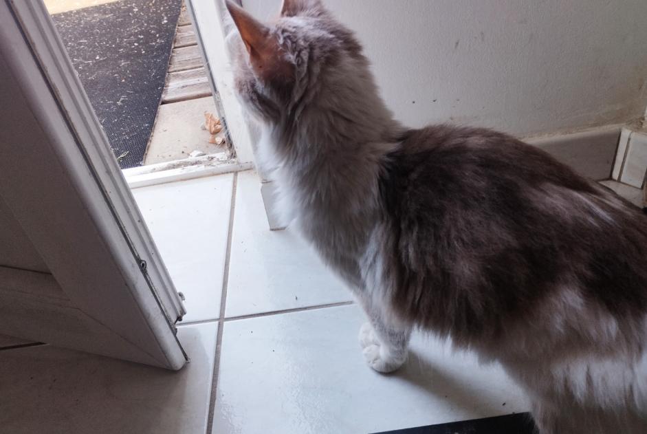 Discovery alert Cat Female Agneaux France Discovery alert Cat Female Agneaux France