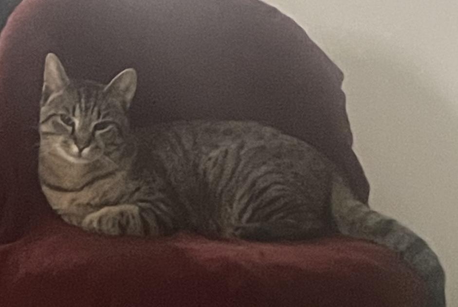 Disappearance alert Cat Male , 1 years La Hague France Disappearance alert Cat Male , 1 years La Hague France