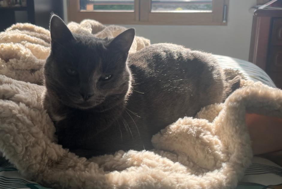 Disappearance alert Cat Female , 4 years Gouville-sur-Mer France Disappearance alert Cat Female , 4 years Gouville-sur-Mer France
