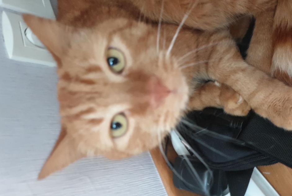 Disappearance alert Cat Male , 17 years Saint-James France