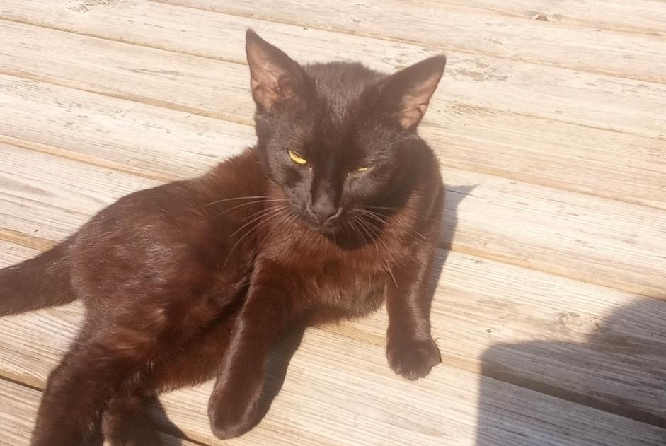 Alerta de Hallazgo Gato Macho , Entre 9 y 12 meses Ver Francia