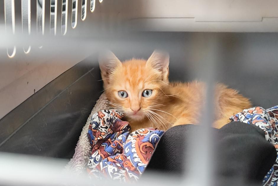 Alerta de Hallazgo Gato Macho Dragey-Ronthon Francia