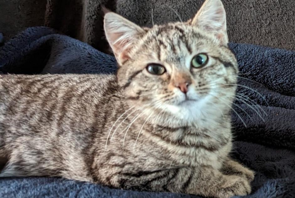 Alerte Disparition Chat Femelle , 3 ans Torigny-les-Villes France Alerte Disparition Chat Femelle , 3 ans Torigny-les-Villes France