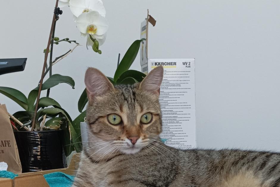 Alerte Disparition Chat Femelle , 3 ans Coutances France