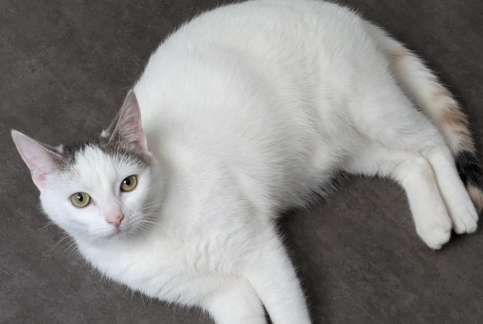 Avviso scomparsa Gatto Femmina , 1 anni Pontorson Francia