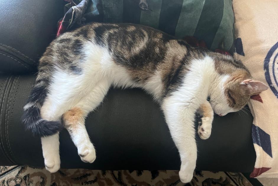 Avviso Ritrovamento Gatto Maschio , 2 anni La Haye-Pesnel Francia