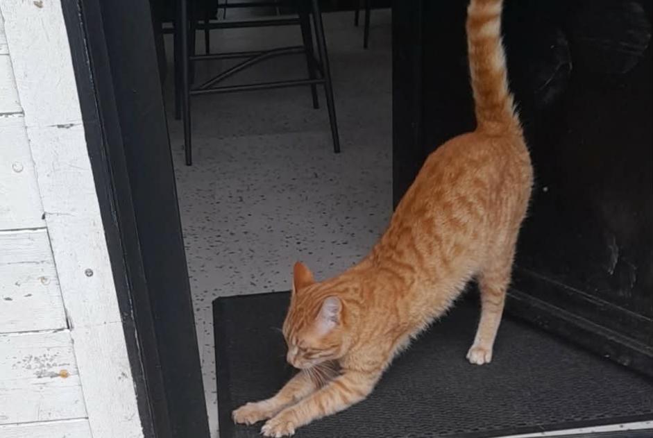 Ontdekkingsalarm Kat Mannetje Saint-Martin-de-Bonfossé Frankrijk