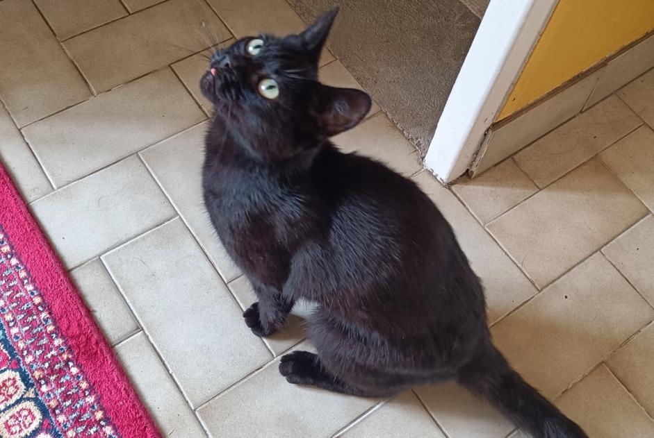 Alerta descoberta Gato Fêmea Coutances France Alerta descoberta Gato Fêmea Coutances France