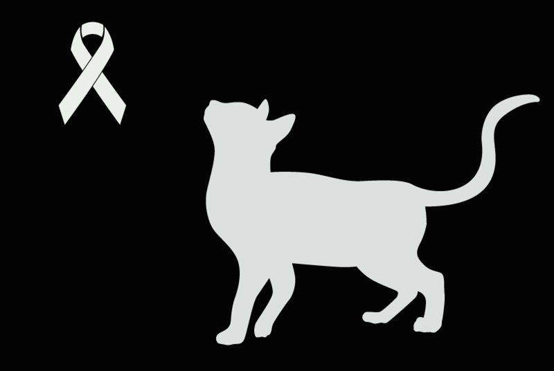 Discovery alert Cat Unknown Cherbourg-en-Cotentin France