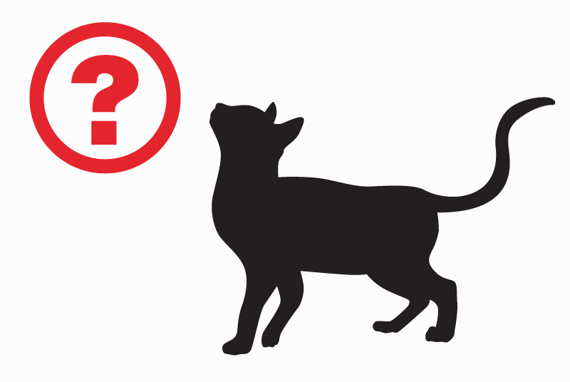 Discovery alert Cat Female Carentan les Marais France
